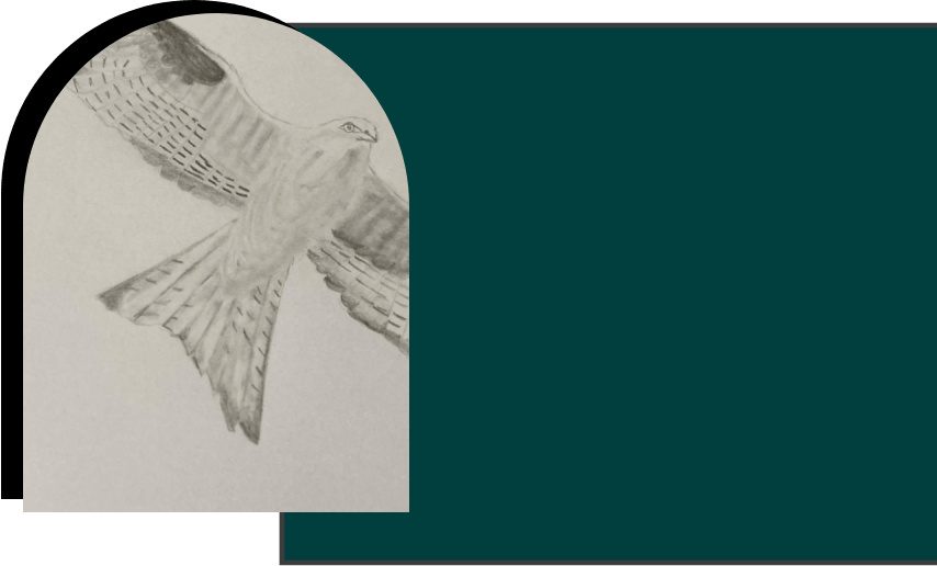 Pencil sketch of a bird in flight